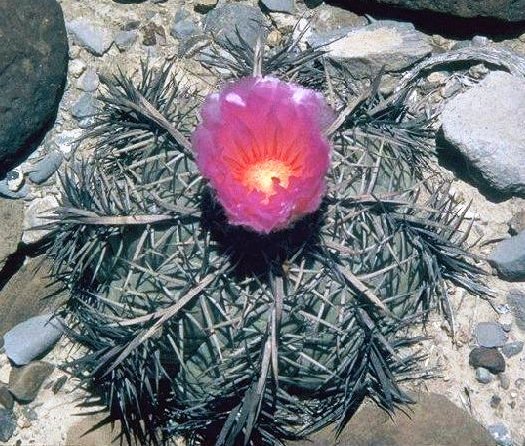 echinocactus